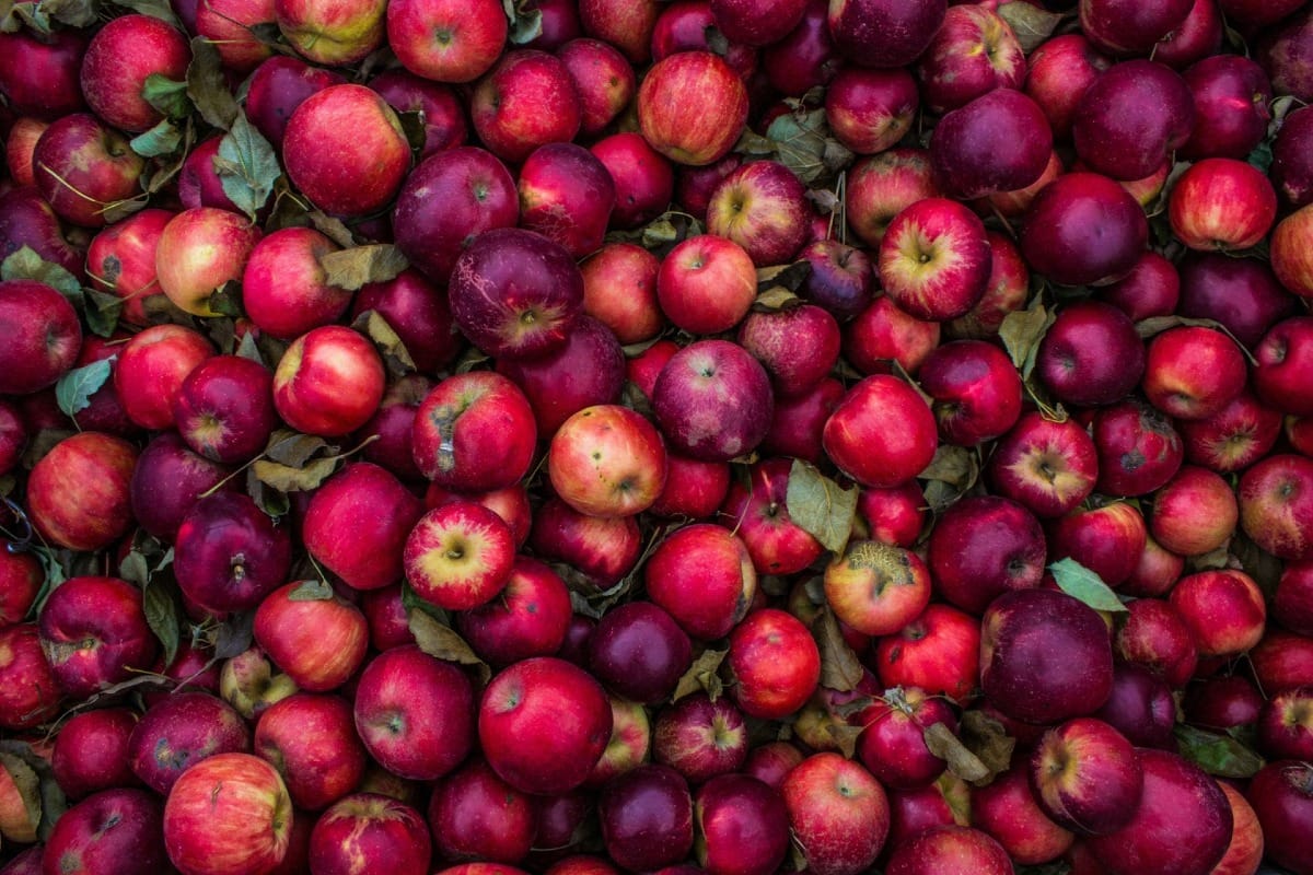 Apple cider vinegar: A gut health game-changer?
