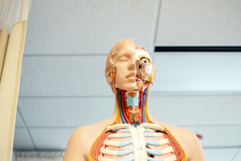 Alternative treatments for thyroid issues: A new approach